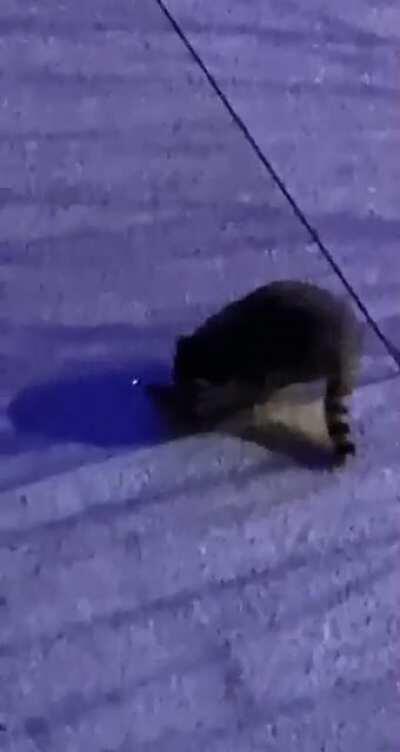 TIL Raccoons chase laser pointers!!