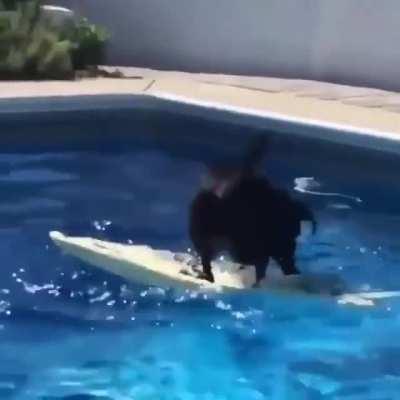 Doggo doesn't wanna get wet, so he figures out another way to get his ball.