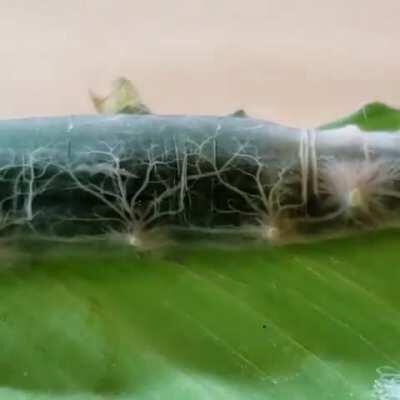 The respiratory system of a Brazilian Skipper caterpillar visible through its translucent skin