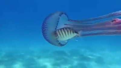 🔥 Fish can use jellyfish as a suit of armor and general protection from predators.