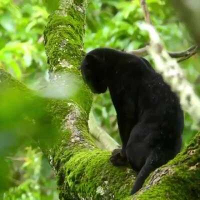 Panther in Rain