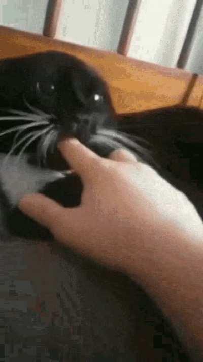 Cat Mauls Human Finger Adorably