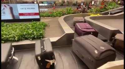 Baggage claim at Changi Airport, Singapore