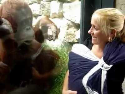 Orangutan mom admiring a human baby