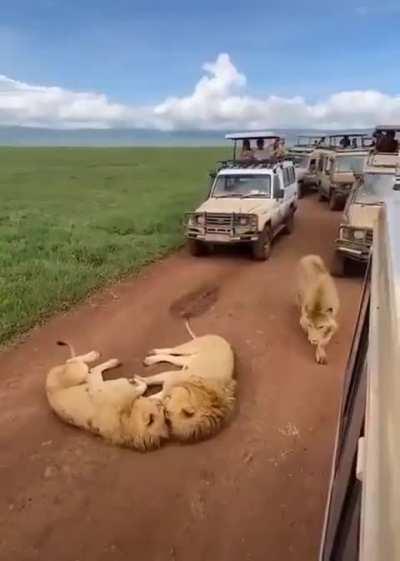 A third lion joins in solidarity to block the main road. 