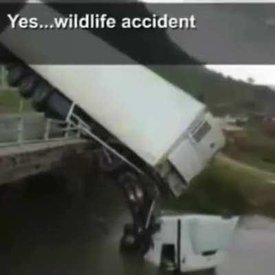 wildlife accident