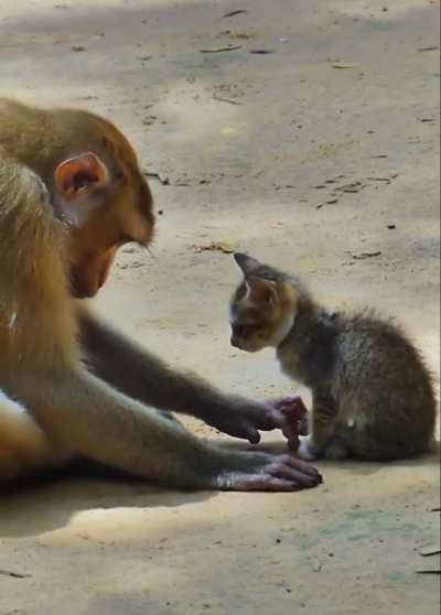 Macaque Being Kind And Gentle To A Small Kitten