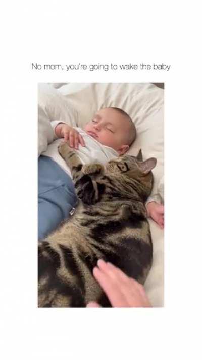 Babysitter Cat