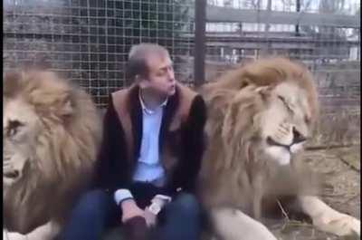 the lion has balls to taunt him like that