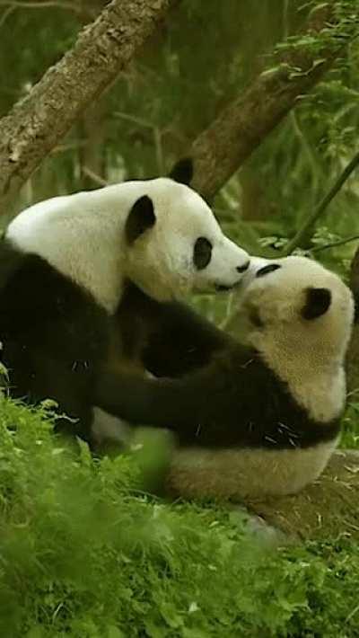 🔥 These pandas are living the beautiful life 🔥