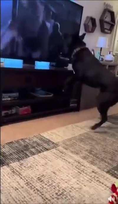 Dog's reaction after watching the movie