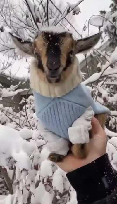 Baby goat in the snow.