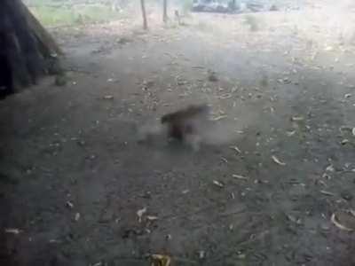 A bantam rooster attacks and kills a chicken hawk trying to snatch a chicken from a farm