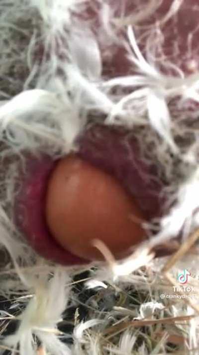 Egg?