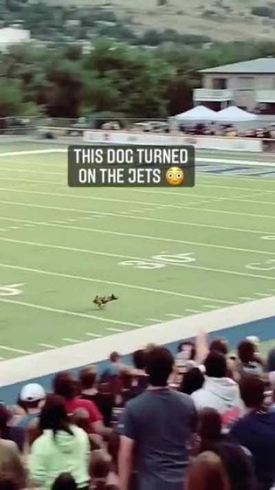 The dog turns on its top speed to catch