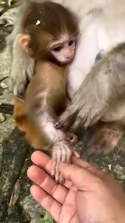 This is how a mother monkey develops confidence in a stranger touching her baby.