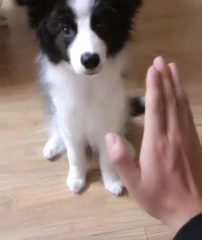 To high-five a dog.