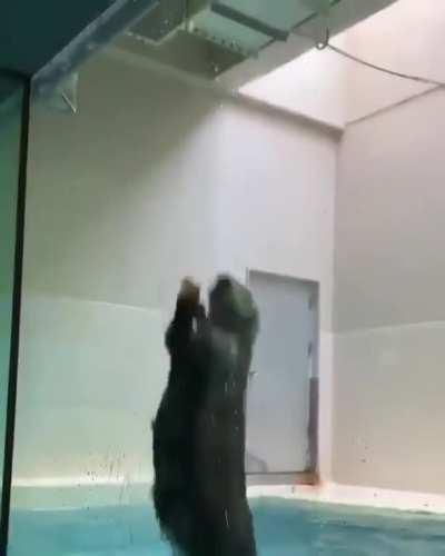 Very talented Otter