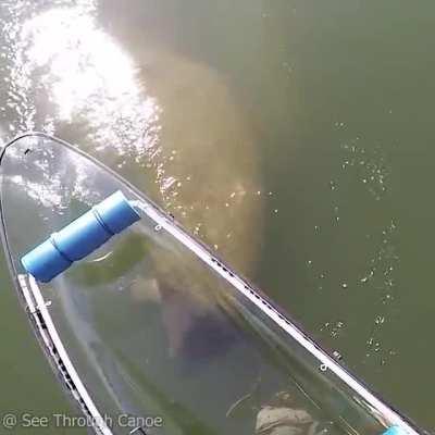 🔥 Manatee doing a double roll while chasing a kayak