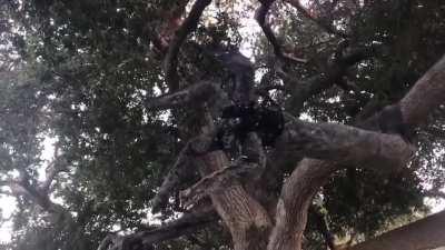 Residents in a suburb made animatronic tree arms for Halloween