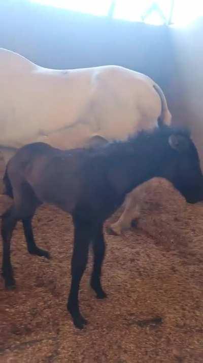 New born 🐎 🐴