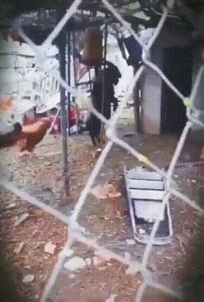 a black goat imitating human by walking with hind legs tricks the chicken into the shack. This is an oldie but still scary as hell.