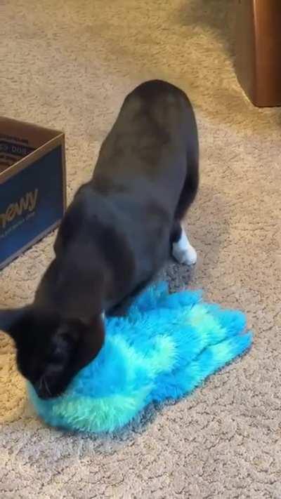 Harpo has something very important to say, but then he often does. r/catscarryingstuffies