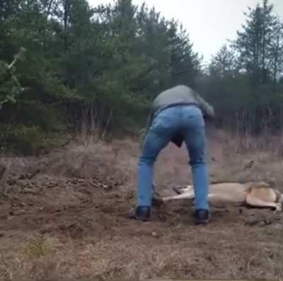 Man saves wolf from trap