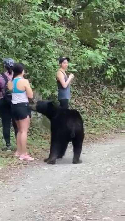 Tourists in Mexico have a tense encounter with a black bear