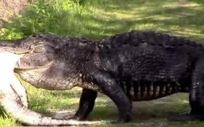 This massive 'gator takes out one of his own kind for dinner...literally...