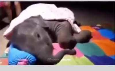 Baby elephant tries to sleep with caretaker.