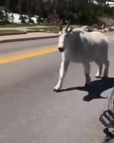 A absolutely massive mountain goat