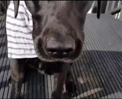 A guy cooked a steak for his dogs birthday :)