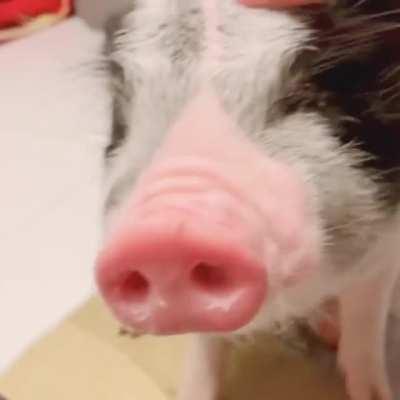 These scritches are pig approved