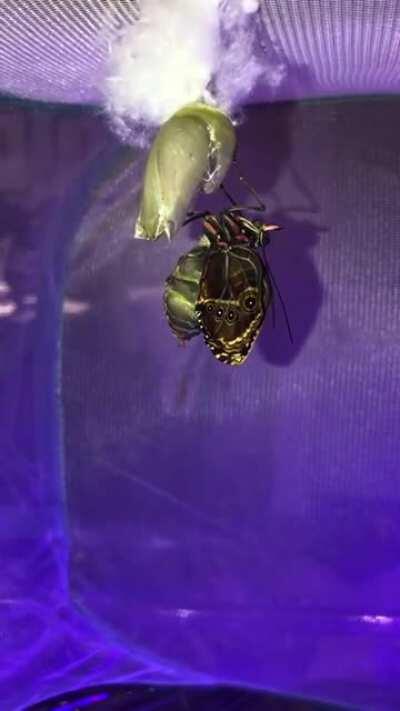 I stayed up till 3am to capture my second butterfly 🦋 a female morpho peleides eclose from its chrysalis.