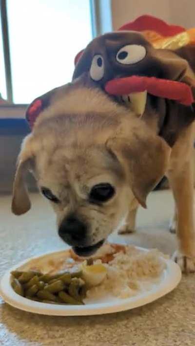 Thanksgiving at the animal shelter 💙