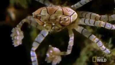 🔥 Lybia Tessellata Crab aka Pom-Pom or Boxer Crab uses sea anemones as a defense mechanism by holding them in its claws like boxing gloves 🔥