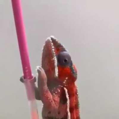 This chameleon changing color to match the pencil color as it climbs up them