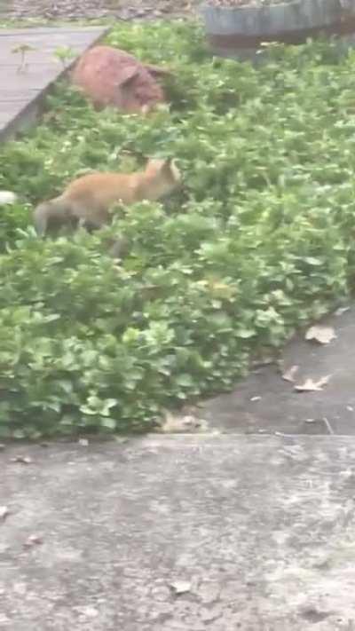 My mom has a fox family with 3 kits in her yard, I get daily updates. This is today's, including an exuberant head bonk!