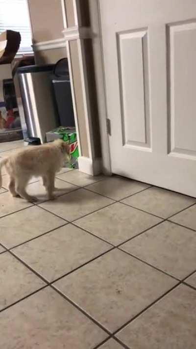 A butter box broke my goldendoodle puppy