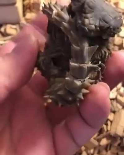 🔥 Armadillo lizards are real-life mini dragons