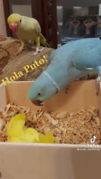 hola puto