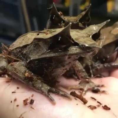 Malayan Leaf Frogs