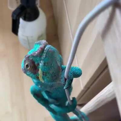 Chameleon climbing a cable