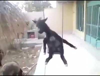 Funny donkey video