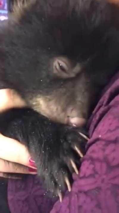 This is the first time I've heard the Bear Purr, and its the Cutest thing Ever!