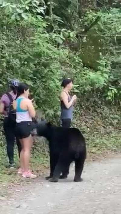 Very close encounter with a bear on a hike, a bit too close actually