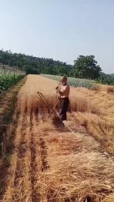 Between tradition and modernity. Harvest wheat.