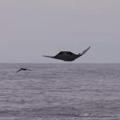 The giant flying manta ray!