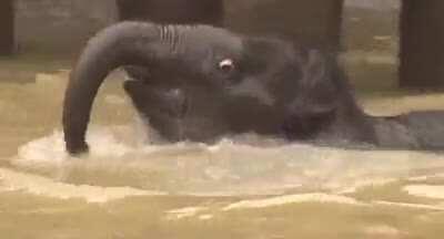 If I must post something before I leave I might as well give you this baby elephant gif